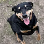 Pies do adopcji, Bydgoszcz, 31 marca 2026