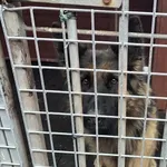 Pies do adopcji, Gorzów Wielkopolski, 28 marca 2026