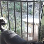 Zaginął pies, Łódź, 31 marca 2026