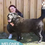 Melonek