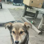 Pies do adopcji, Rytlów, 30 marca 2026