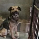 Znaleziono psa, Toruń, 28 marca 2026