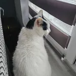 Zaginął kot, Zgorzała, 1 kwietnia 2026