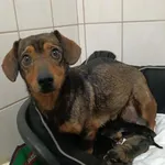 Znaleziono psa, Toruń, 29 marca 2026