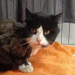 Znaleziono kota, Toruń, 30 marca 2026