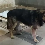 Znaleziono psa, Toruń, 28 marca 2026