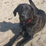 Oddam psa, Wrocław, 2 kwietnia 2026