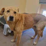 Znaleziono psa, Olsztyn, 2 kwietnia 2026