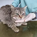 Znaleziono kota, Lublin, 29 marca 2026