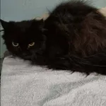 Znaleziono kota, Grudziądz, 1 kwietnia 2026