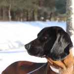 Zaginął pies, Waszulki, 2 kwietnia 2026