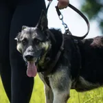 Pies do adopcji, Dłużyna Górna, 2 kwietnia 2026
