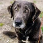 Pies do adopcji, Zgierz, 2 kwietnia 2026