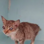 Znaleziono kota, Grudziądz, 23 marca 2026