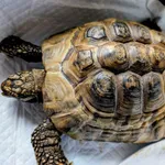 Znaleziono zwierzę, Lublin, 1 kwietnia 2026