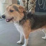 Znaleziono psa, Olsztyn, 2 kwietnia 2026