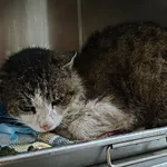 Znaleziono kota, Lublin, 1 kwietnia 2026