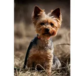 Znaleziono psa, Białystok, 6 marca 2026