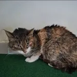 Znaleziono kota, Grudziądz, 2 kwietnia 2026