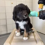 Znaleziono psa, Lublin, 1 kwietnia 2026