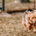 Pies do adopcji, Czartki, 3 kwietnia 2026