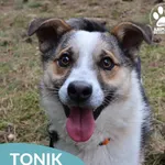 Pies do adopcji, Dąbrówka, 2 kwietnia 2026