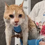 Znaleziono kota, Chełmek, 1 kwietnia 2026