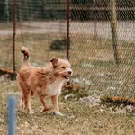 Pies do adopcji, Czartki, 3 kwietnia 2026