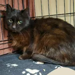 Znaleziono kota, Gdynia, 27 marca 2026