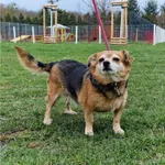 Pies do adopcji, Wrocław, 28 marca 2026