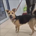 Znaleziono psa, Grudziądz, 3 kwietnia 2026