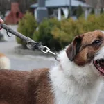 Pies do adopcji, Ciosny, 2 kwietnia 2026