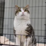 Kocurek poz. 26/117/K