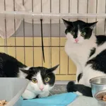 Kot do adopcji, Wrocław, 29 marca 2026