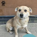 Znaleziono psa, Gdynia, 31 marca 2026