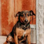 Pies do adopcji, Czartki, 3 kwietnia 2026