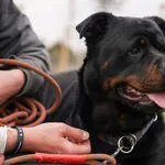 Pies do adopcji, Wrocław, 8 października 2025