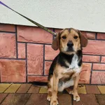 Pies do adopcji, Ropczyce, 2 kwietnia 2026