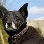 Pies do adopcji, Pieczyska, 2 kwietnia 2026