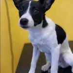 Znaleziono psa, Grudziądz, 3 kwietnia 2026