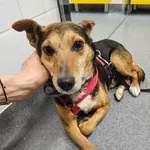 Pies do adopcji, Milanówek, 4 kwietnia 2026