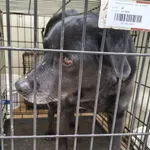 Znaleziono psa, Radom, 2 kwietnia 2026