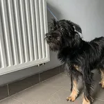 Znaleziono psa, Bydgoszcz, 28 marca 2026