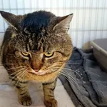 Znaleziono kota, Wałbrzych, 2 kwietnia 2026