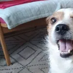 Pies do adopcji, Radom, 3 kwietnia 2026