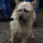 Wookie (łuki) - ur.ok. 16.10.2024r.