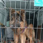 Znaleziono psa, Sosnowiec, 30 marca 2026