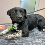 Pies do adopcji, Orzechowce, 3 kwietnia 2026