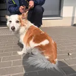 Znaleziono psa, Bydgoszcz, 28 marca 2026