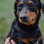 Pies do adopcji, Radom, 3 kwietnia 2026